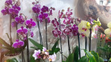 09_orchide_ues_papillon_creation.jpg