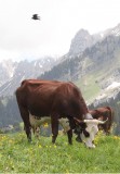 cow-vet-35597